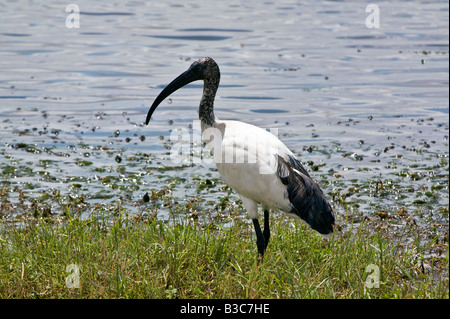 Kenya, Kajiado District, Amboseli National Park. A Sacred ibis (Threskiornis aethiopicus) beside the swamps at Amboseli National Park. Stock Photo