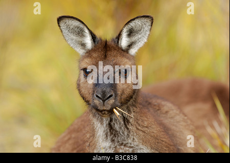 Western Grey Kangaroo Macropus fuliginosus adult eating grass Australia Stock Photo