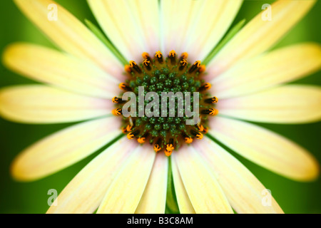 Extreme Depth of Field Image of Bright Yellow Daisy Stock Photo