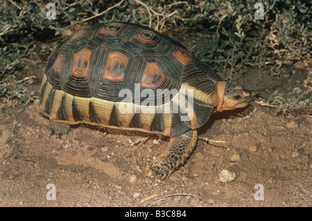 Angulate tortoise Chersina angulata Testudinidae in desert South Africa Listed on Appendix II of CITES Stock Photo
