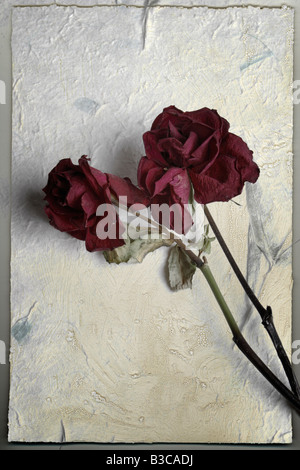 Sad Looking Roses Old Roses fading and decaying Stock Photo - Alamy
