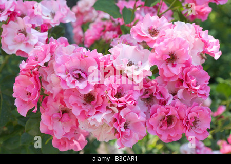 Pink Roses Rosa Stock Photo Alamy