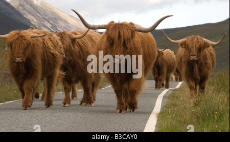 Highland cattle being driven along the Elgol road, the Isle of Skye, Scotland