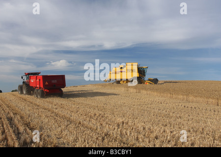 Harvesting with red tractor in denmark a sunny summer day Stock Photo ...