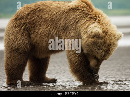 Female Grizzly Bear (aka. Brown Bear) digging for clams in the mudflats at low tide, in Hallo Bay, Katmai National Park, Alaska. Stock Photo