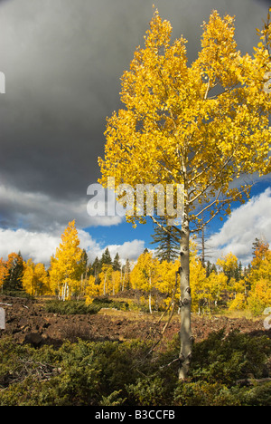 Fall colors line the lava fields at Cedar Breaks National Monument Utah Stock Photo