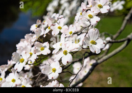 Blooming Tree Dogwood Cornus Florida in Spring Stock Photo