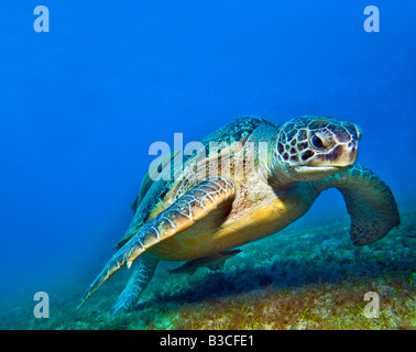 seaturtle caretta turtle in the RED SEA deep blue background wildlife and Zanclus cornutus moorish idol fish egypt ABU DABAB