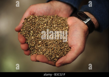 hands holding hemp seeds in North Devon, UK. Stock Photo