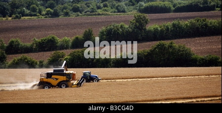 New Holland Combine Harvester harvests wheat crops for food production in Glemsford outisde Bury St Edmunds in Suffolk UK Stock Photo