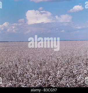Agriculture. Crop. Cotton field against blue sky. Stock Photo