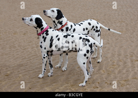 Dalmation Dogs on Beach Stock Photo