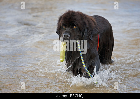 Newfoundland Dog trained for sea rescue Stock Photo