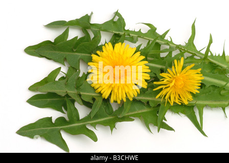Medicinal plant dandelion common dandelion taraxum officinale leontodon officinale Stock Photo