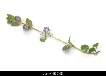 medicinal plant Ground ivy Glechoma hederacea Stock Photo