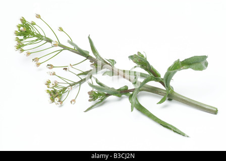 medicinal plant Shepherd s Purse Capsella Capsella bursa pastoris Stock Photo