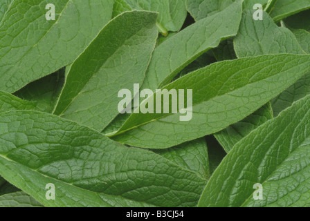 medicinal plant Comfrey Symphytum officinale Stock Photo