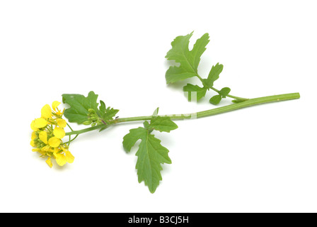 medicinal plant White mustard Yellow mustard Sinapis alba Brasscia alba Stock Photo