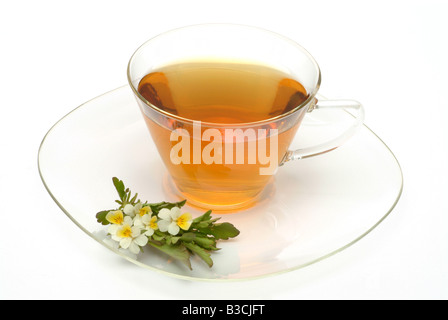 medicinal tea made of Heartsease wild pansy fresh blossoms and cup of tea herb medicinal plant Viola del pensiero te Stock Photo
