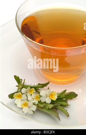 medicinal tea made of Heartsease wild pansy fresh blossoms and cup of tea herb medicinal plant Viola del pensiero te Stock Photo