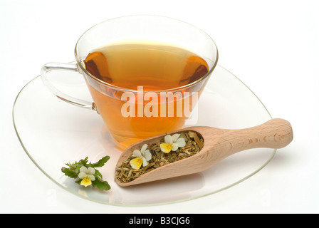 medicinal tea made of Heartsease wild pansy fresh blossoms and cup of tea herb medicinal plant Viola del pensiero te Stock Photo