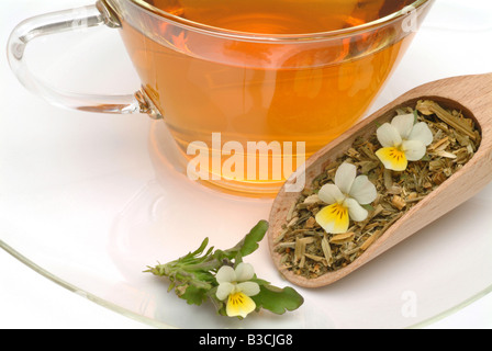 medicinal tea made of Heartsease wild pansy fresh blossoms and cup of tea herb medicinal plant Viola del pensiero te Stock Photo