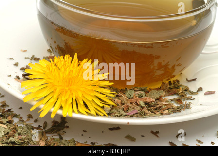 medicinal tea made of Taraxacum officinale Medicinal plant common Dandelion Tea Pianta medicinale Soffione Dente de leone te Stock Photo