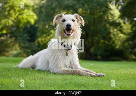 Lurcher lying on lawn Stock Photo