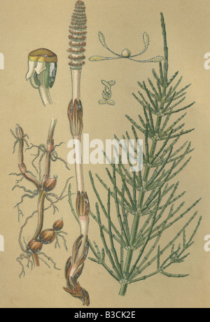 Historical chromo image 1880 of medicinal plant Horsetail Bottlebrush Common Horse Tail Corn horsetail Field Horsetail Equisetum