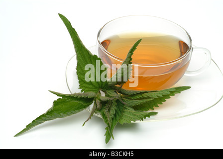 medicinal tea made of Common nettle stinging nettle fresh parts and cup of tea herb medicinal plant Ortica comune te Stock Photo
