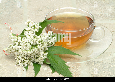 medicinal tea made of Valeriana officinalis medicinal plant Valerian Valeriana pianta medicinale te Stock Photo
