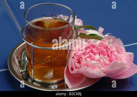 Peony Paeonia officinalis Peonia selvatica medicinal tea Stock Photo