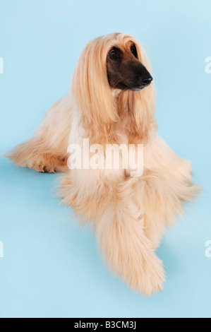 Afghan hound Stock Photo