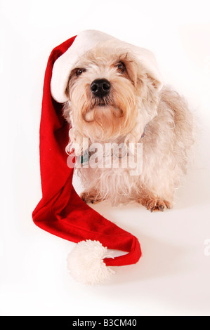 cute santa claus dogs standing in line together on white background ...