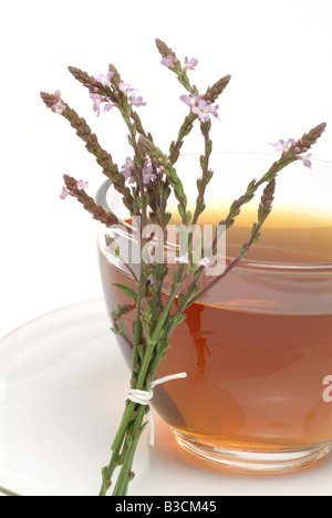 medicinal tea made of Vervain holy herb Verbena officinalis Verbena comune Vervaintea vervain tea infuso di Verbena comune Stock Photo