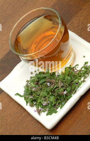 medicinal tea made of Vervain holy herb Verbena officinalis Verbena comune Vervaintea vervain tea infuso di Verbena comune Stock Photo