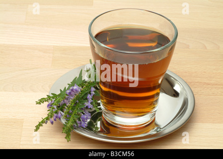 herb tea made of Baikal skullcap skullcap scutellaria scutellaria baicalensis Stock Photo