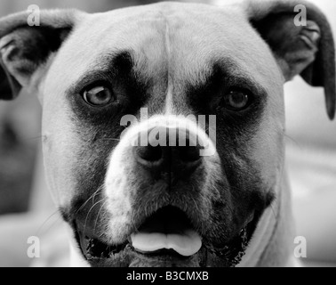 A mixed breed female Boxer American Bulldog Stock Photo