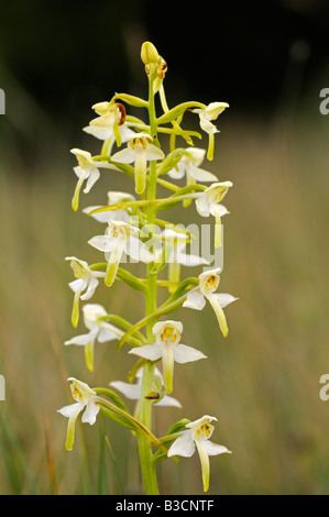 Greater Butterfly Orchid, Platanthera chlorantha, Orchid Stock Photo