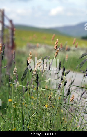 Grasses in flower by a road verge, near Staveley, Cumbria, England Stock Photo