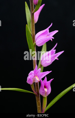 Red Helleborine, Cephalanthera rubra, Orchid, Switzerland Stock Photo