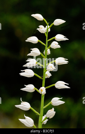 Sword leaved Helleborine, Cephalanthera longifolia Orchid Stock Photo