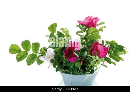 Blossoms of dog rose (Rosa canina), close-up Stock Photo