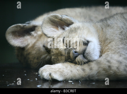 Two new born lion cubs (Panthera leo) sleeping at Berlin Zoo, Germany Stock Photo