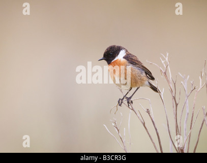 Saxicola torquata stonechat taken on the west Wales coast UK Stock ...