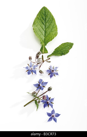 Flowering borage (Borago officinalis), elevated view Stock Photo