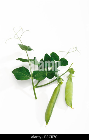 Snow peas in pod, elevated view Stock Photo