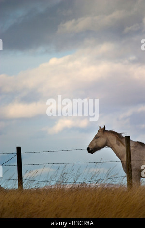 A horse in a field in Alberta Canada Stock Photo