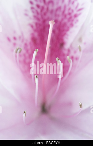 Close up of George L Tabor Azalea Stock Photo