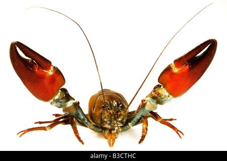 Signal Crayfish - Pacifastacus leniusulus Stock Photo